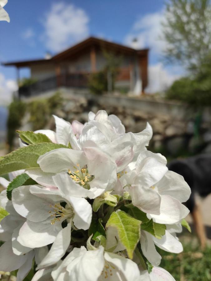 شقة Pruensterhof سكين المظهر الخارجي الصورة